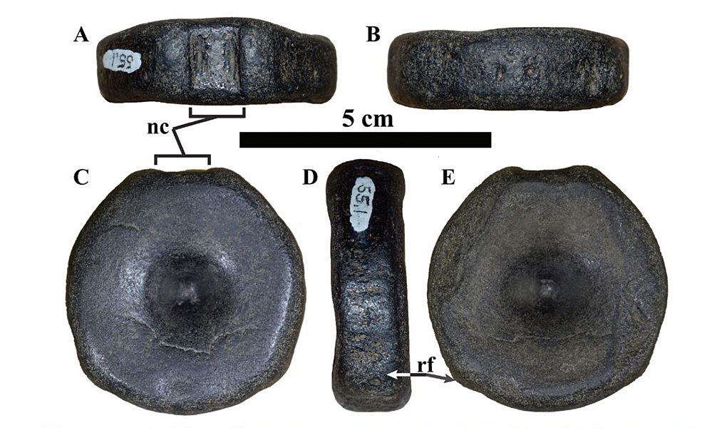 Ichthyosaur vertebra