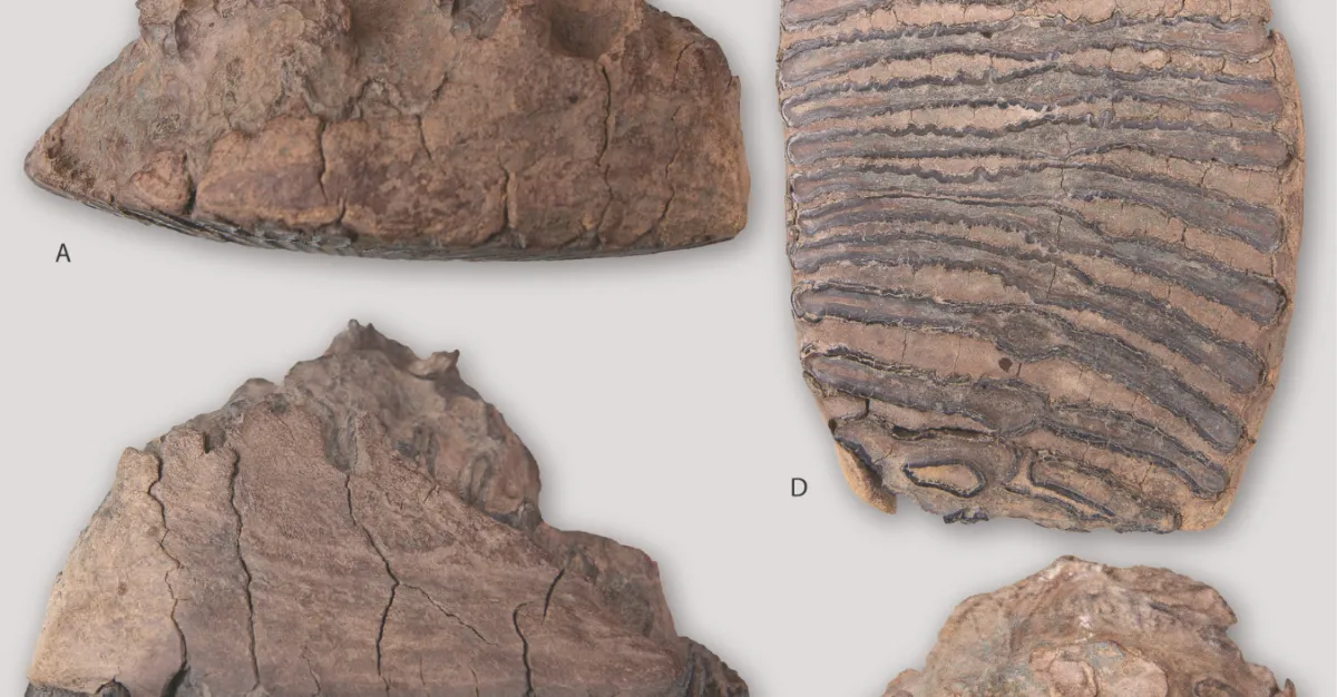 mammoth teeth