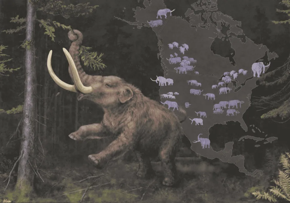 mastodon illustration