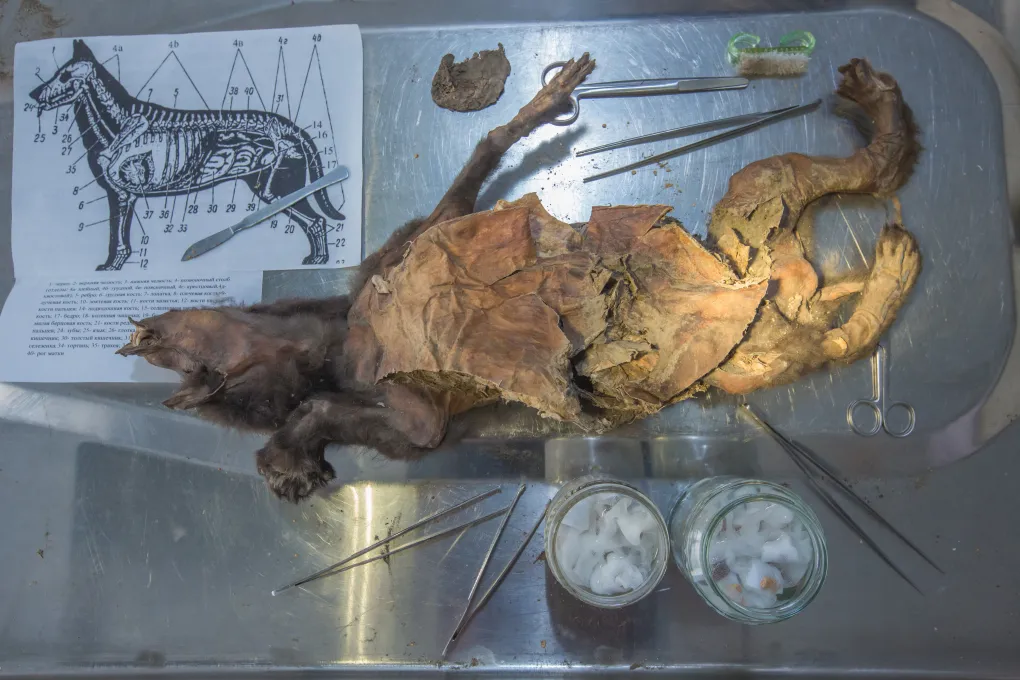 mummified wolf pup