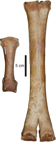 western camel fossil bones