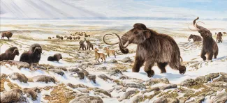 Woolly Mammoth banner