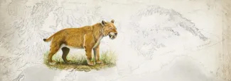 Scimitar Cat