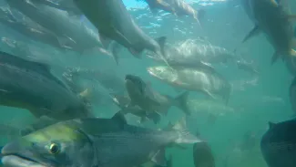 School of Salmon