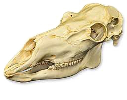 Caribou skull