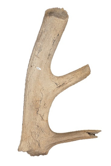 Les premiers os de wapitis figurant au registre fossile de l’Amérique du Nord datent d’environ 15 000 ans.