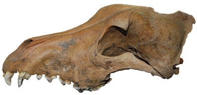 Skull of a grey wolf.