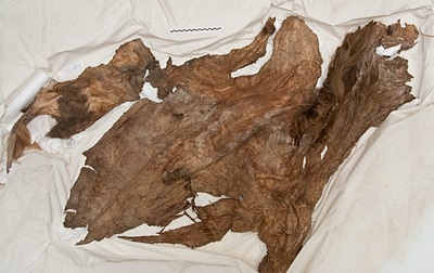 Cuir momifié de cheval du Yukon, découvert au ruisseau Last Chance par Lee Olynyk et Ron Toews, exposé au Centre d’interprétation de la Béringie du Yukon.