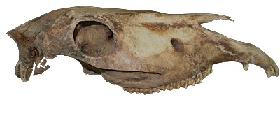 Crâne de cheval du Yukon de la collection de fossiles du gouvernement du Yukon.