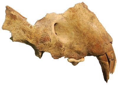 Finds like this partial lion's skull are rare.