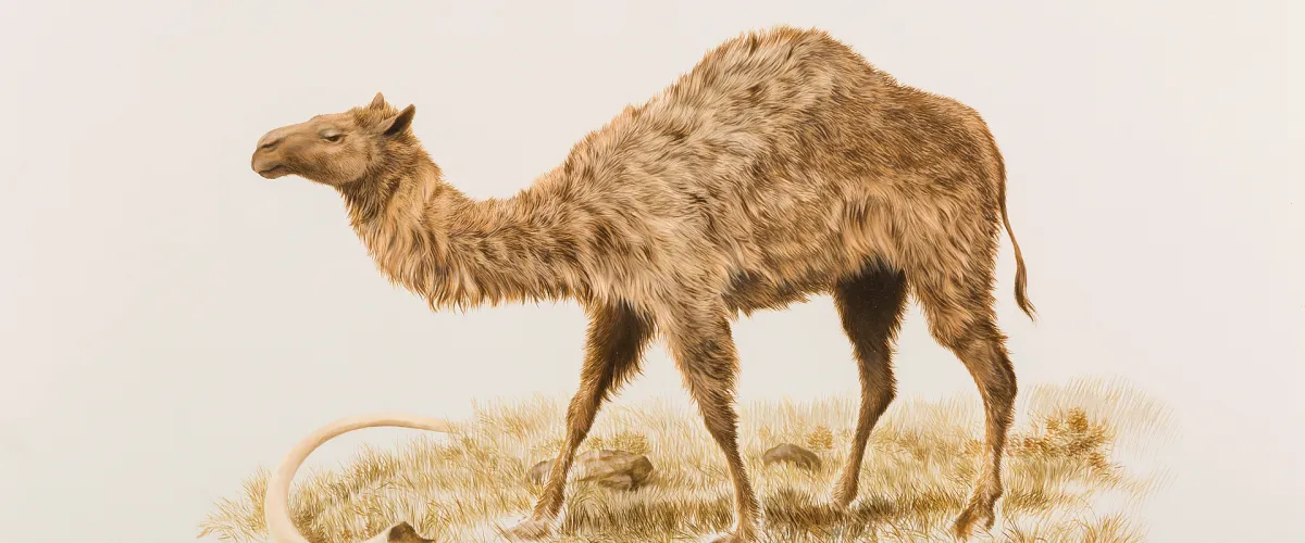 Western Camel banner