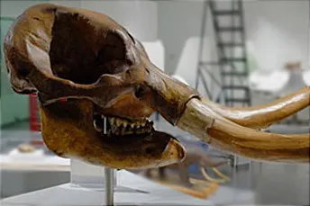 American Mastodon skull